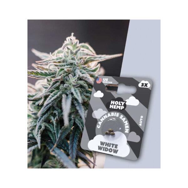Holy Hemp Cannabis Samen Auto-Flowering - White Widow