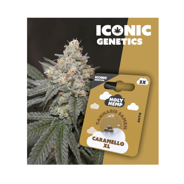 Holy Hemp Cannabis Samen Auto-Flowering - Caramello XL – Iconic Seeds