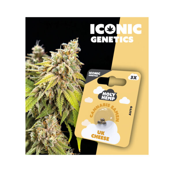 Holy Hemp Cannabis Samen Auto-Flowering - UK Cheese – Iconic Seeds