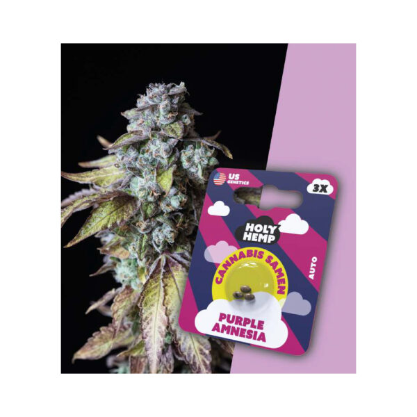 Holy Hemp Cannabis Samen Auto-Flowering - Purple Amnesia