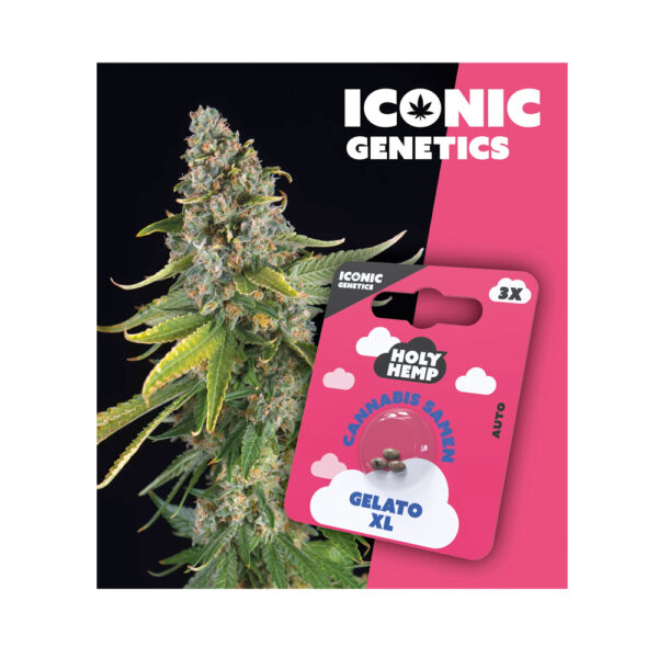 Holy Hemp Cannabis Samen Auto-Flowering - Gelato XL – Iconic Seeds