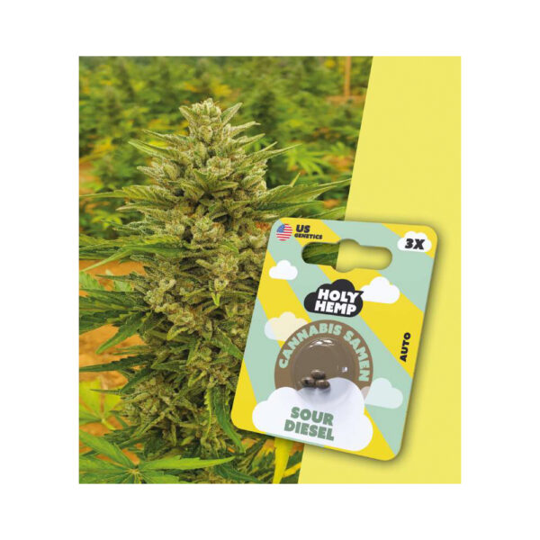 Holy Hemp Cannabis Samen Auto-Flowering - Sour Diesel