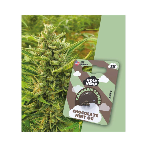 Holy Hemp Cannabis Samen Auto-Flowering - Chocolate Mint OG
