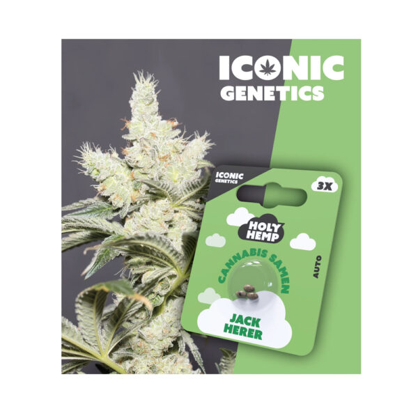 Holy Hemp Cannabis Samen Auto-Flowering - Jack Herer – Iconic Seeds