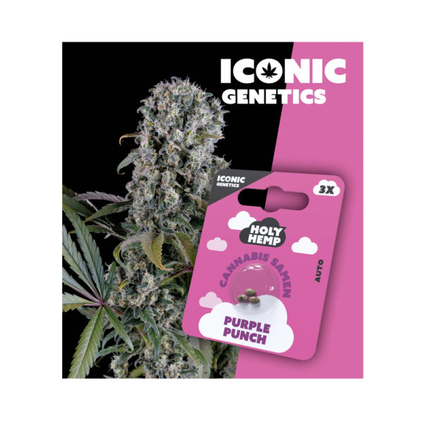 Holy Hemp Cannabis Samen Auto-Flowering - Purple Punch – Iconic Seeds