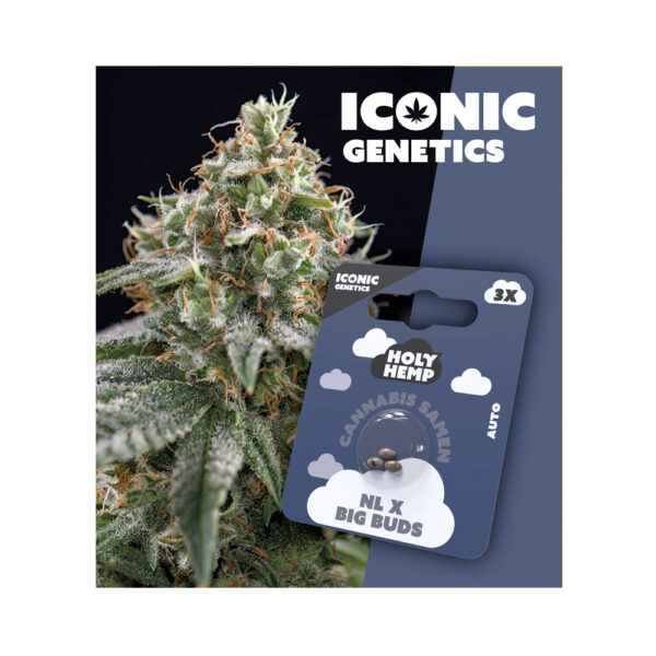 Holy Hemp Cannabis Samen Auto-Flowering - NL x Big Buds – Iconic Seeds