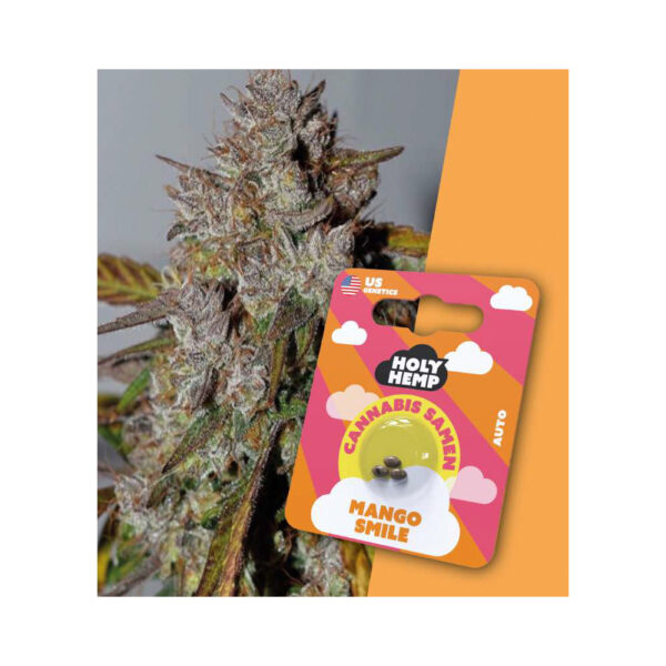 Holy Hemp Cannabis Samen Auto-Flowering - Mango Smile